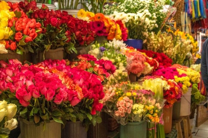 Red rose bouquets wrapped in cellophane displayed in a refrigerated grocery store floral case