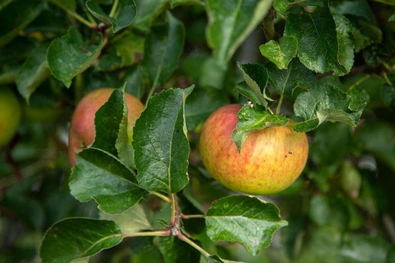 A wooden sign at the entrance of an apple orchard with rows of trees behind it under autumn light.